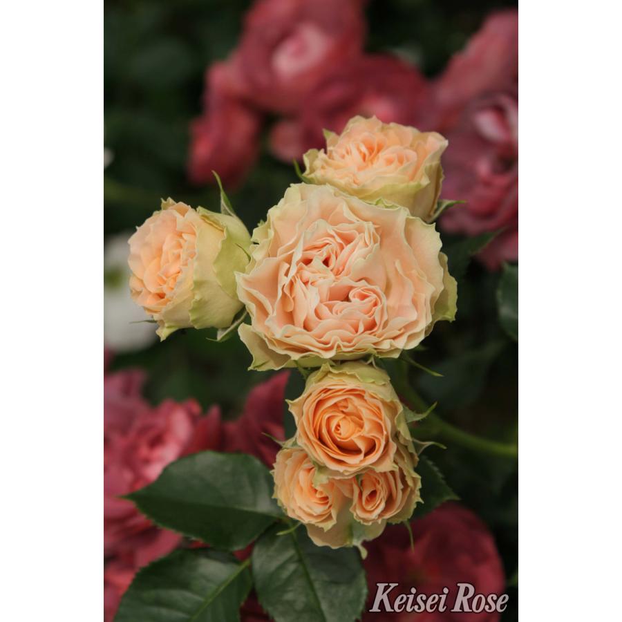 薔薇（バラ）の苗木 FL アンティーク レース（接木苗） : 植物・園芸