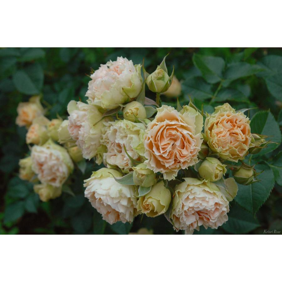 薔薇（バラ）の苗木 FL アンティーク レース（接木苗） : 植物・園芸