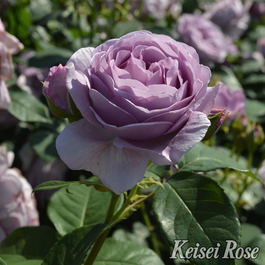 薔薇 バラ の苗木 ｆｌしのぶれど 接木苗 Ks Bara 158 花育通販yahoo 店 通販 Yahoo ショッピング