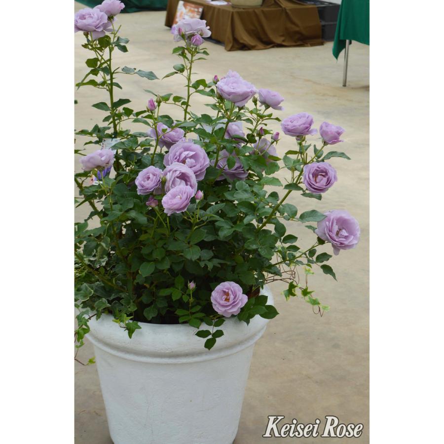 薔薇（バラ）の苗木 FLしのぶれど（接木苗） : 植物・園芸専門店 花
