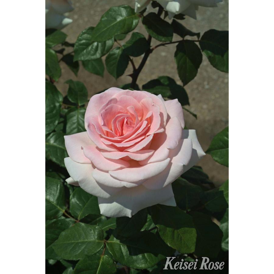 薔薇（バラ）の苗木 HT マイガーデン（接木苗） : 植物・園芸専門店 花