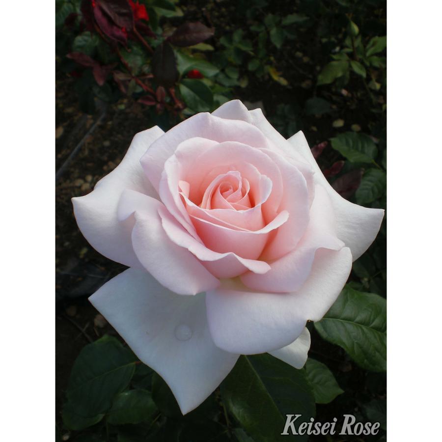 薔薇（バラ）の苗木 HT マイガーデン（接木苗） : 植物・園芸専門店 花
