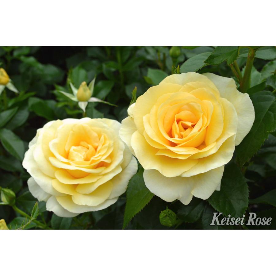 薔薇（バラ）の苗木 HT アンドレ グランディエ（接木苗） : 植物・園芸