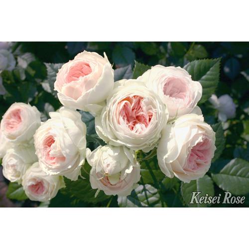 薔薇（バラ）の苗木 FL パシュミナ（接木苗） : 植物・園芸専門店 花