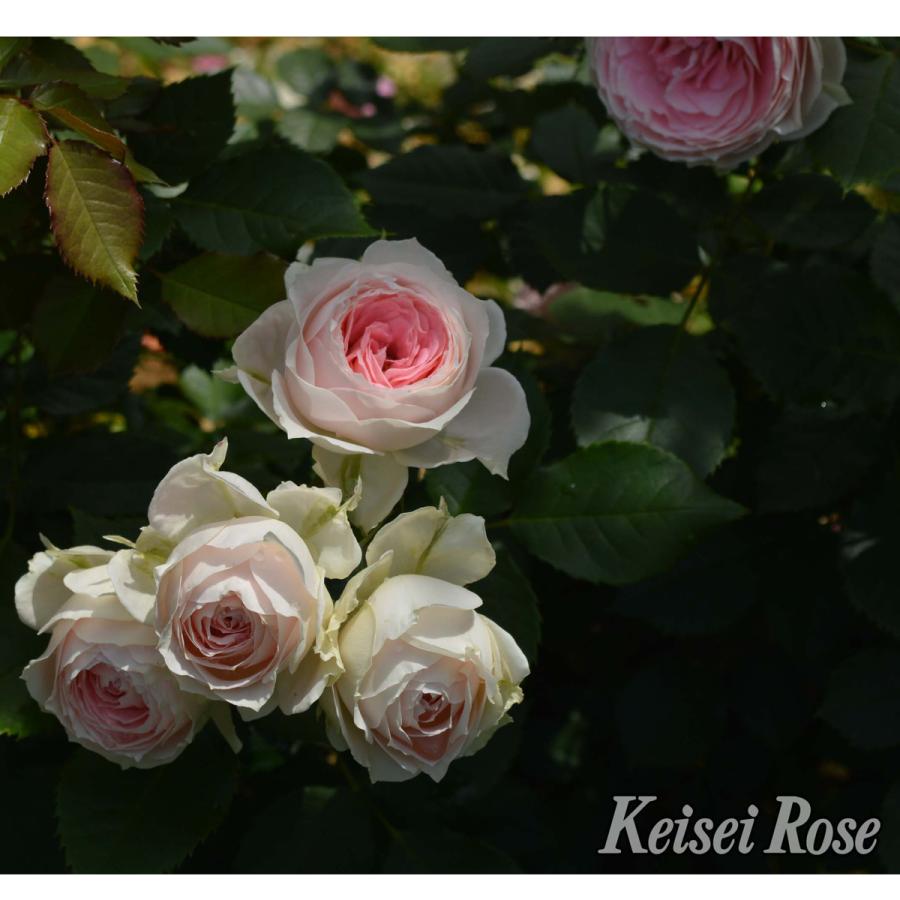 薔薇（バラ）の苗木 FL パシュミナ（接木苗） : 植物・園芸専門店 花