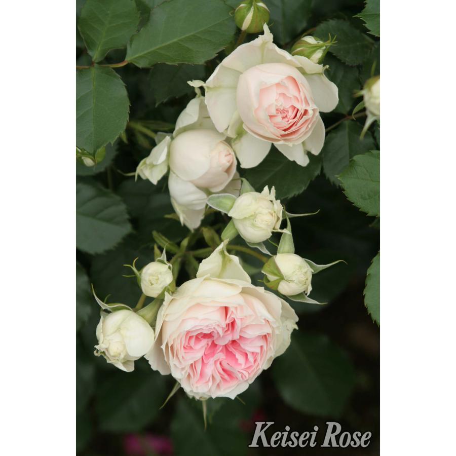 薔薇（バラ）の苗木 FL パシュミナ（接木苗） : 植物・園芸専門店 花
