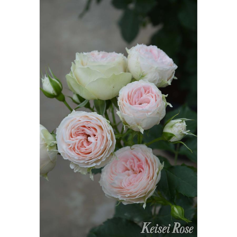 薔薇（バラ）の苗木 FL パシュミナ（接木苗） : 植物・園芸専門店 花