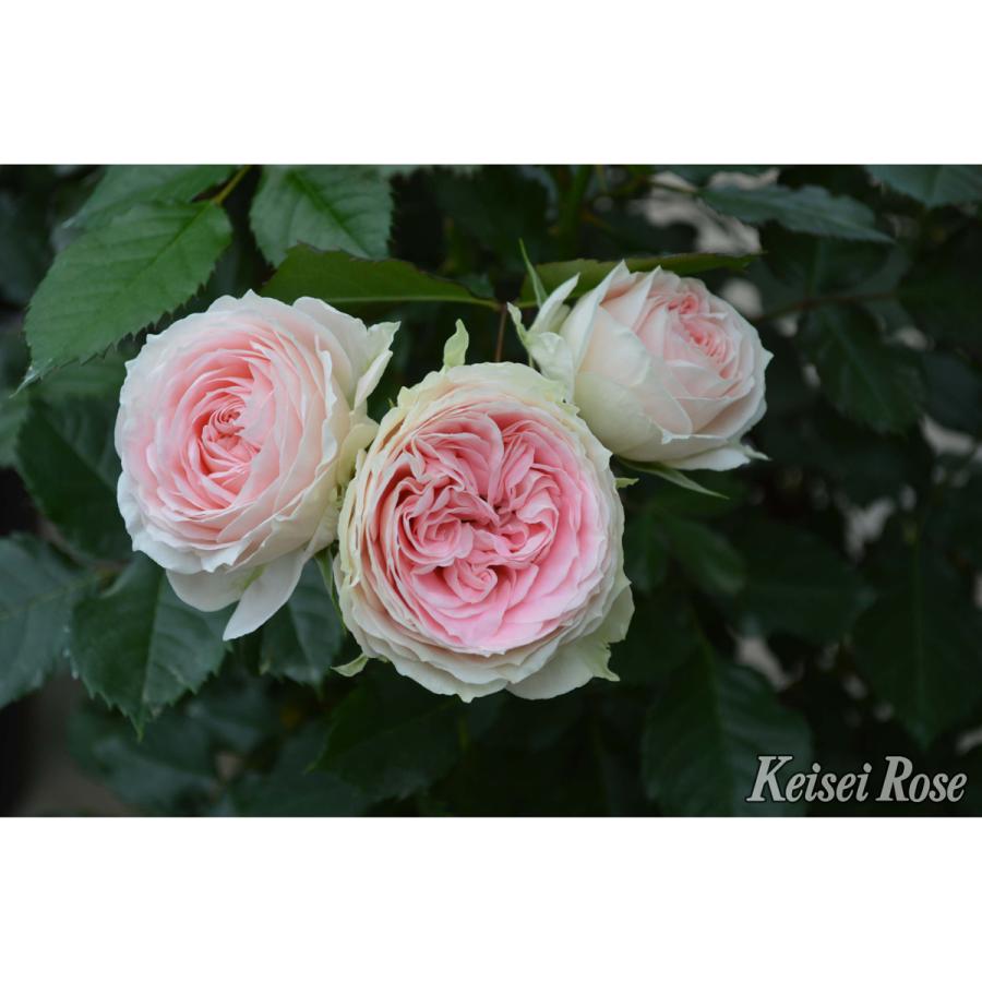 薔薇（バラ）の苗木 FL パシュミナ（接木苗） : 植物・園芸専門店 花