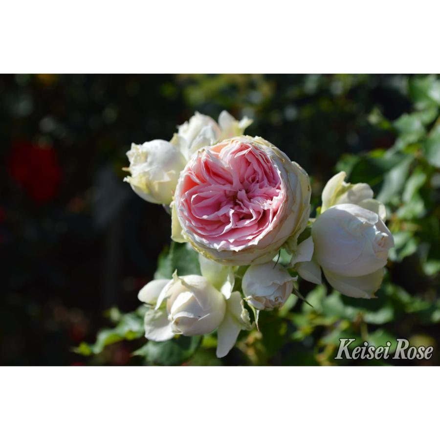 薔薇（バラ）の苗木 FL パシュミナ（接木苗） : 植物・園芸専門店 花