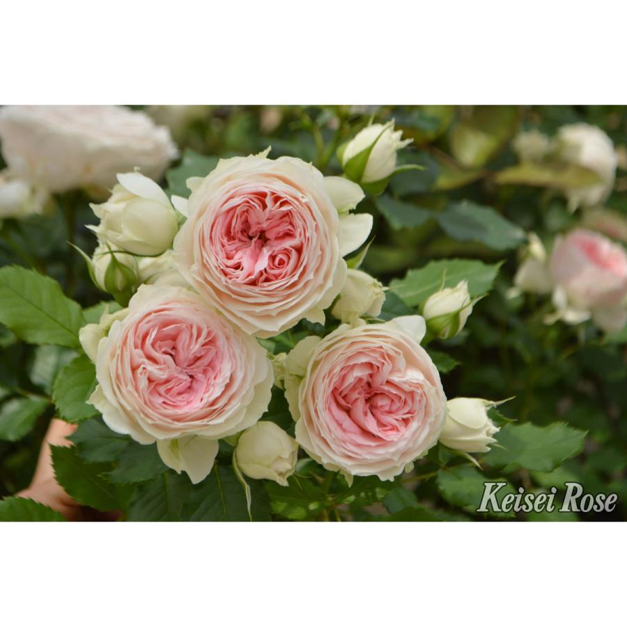 薔薇（バラ）の苗木 FL パシュミナ（接木苗） : 植物・園芸専門店 花