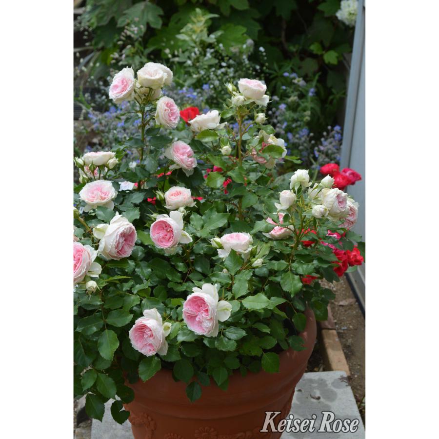 薔薇（バラ）の苗木 FL パシュミナ（接木苗） : 植物・園芸専門店 花