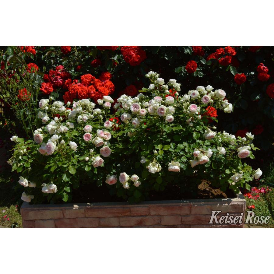薔薇（バラ）の苗木 FL パシュミナ（接木苗） : 植物・園芸専門店 花