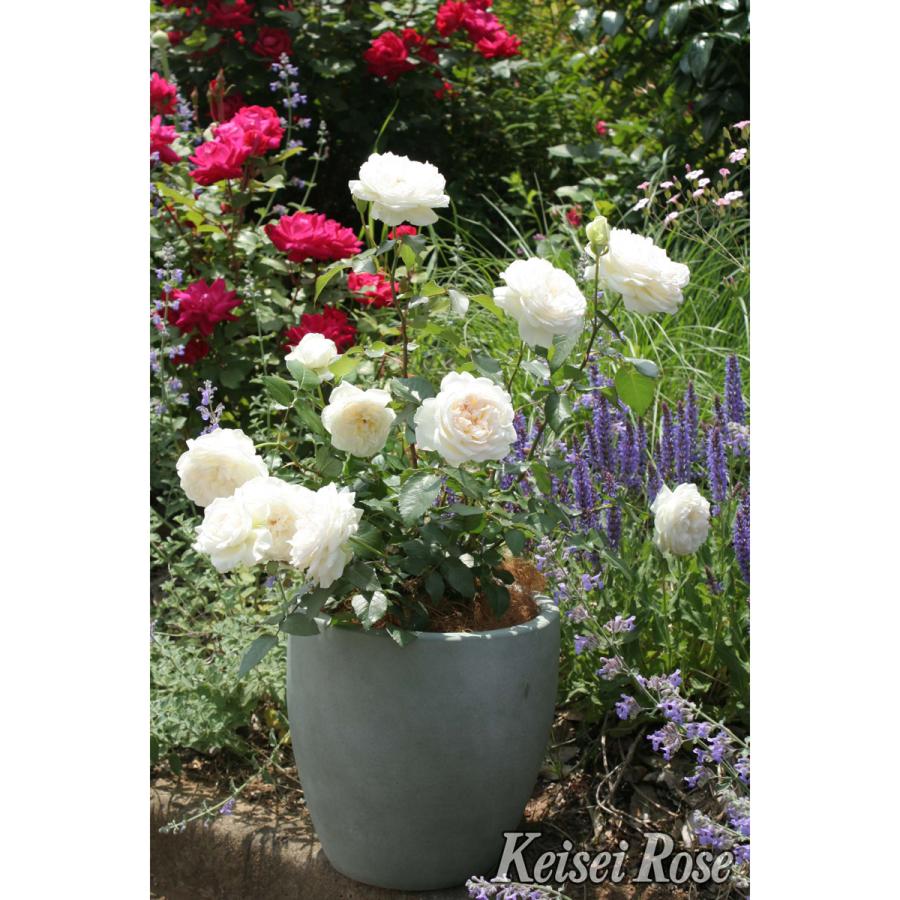 薔薇 バラ の苗木 ｆｌボレロ 接木苗 Ks Bara 365 花育通販yahoo 店 通販 Yahoo ショッピング