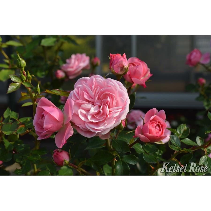 薔薇 バラ の苗木 ｆｌバイランド 接木苗 Ks Bara 398 花育通販yahoo 店 通販 Yahoo ショッピング