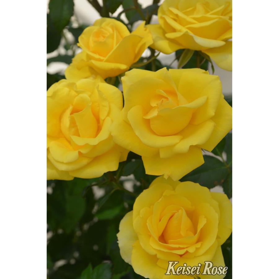 薔薇 バラ の苗木 ｆl レヨン ドゥ ソレイユ 接木苗 Ks Bara 421 花育通販yahoo 店 通販 Yahoo ショッピング