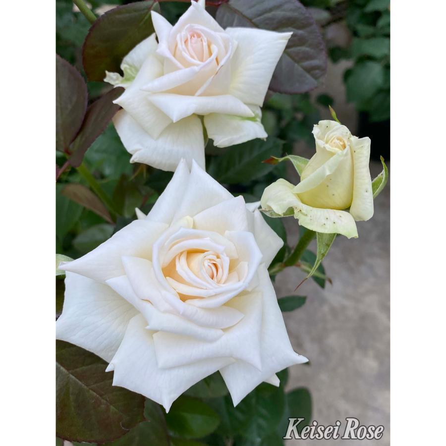 薔薇（バラ）の苗木 HT クレム ドゥ メイアン（接木苗） : 植物・園芸