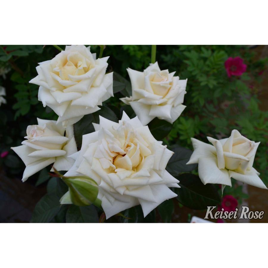 薔薇（バラ）の苗木 HT クレム ドゥ メイアン（接木苗） : 植物・園芸