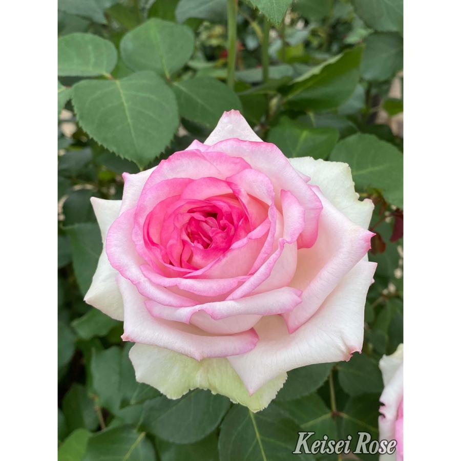 薔薇（バラ）の苗木 HT クシェル（接木苗） : 植物・園芸専門店 花育