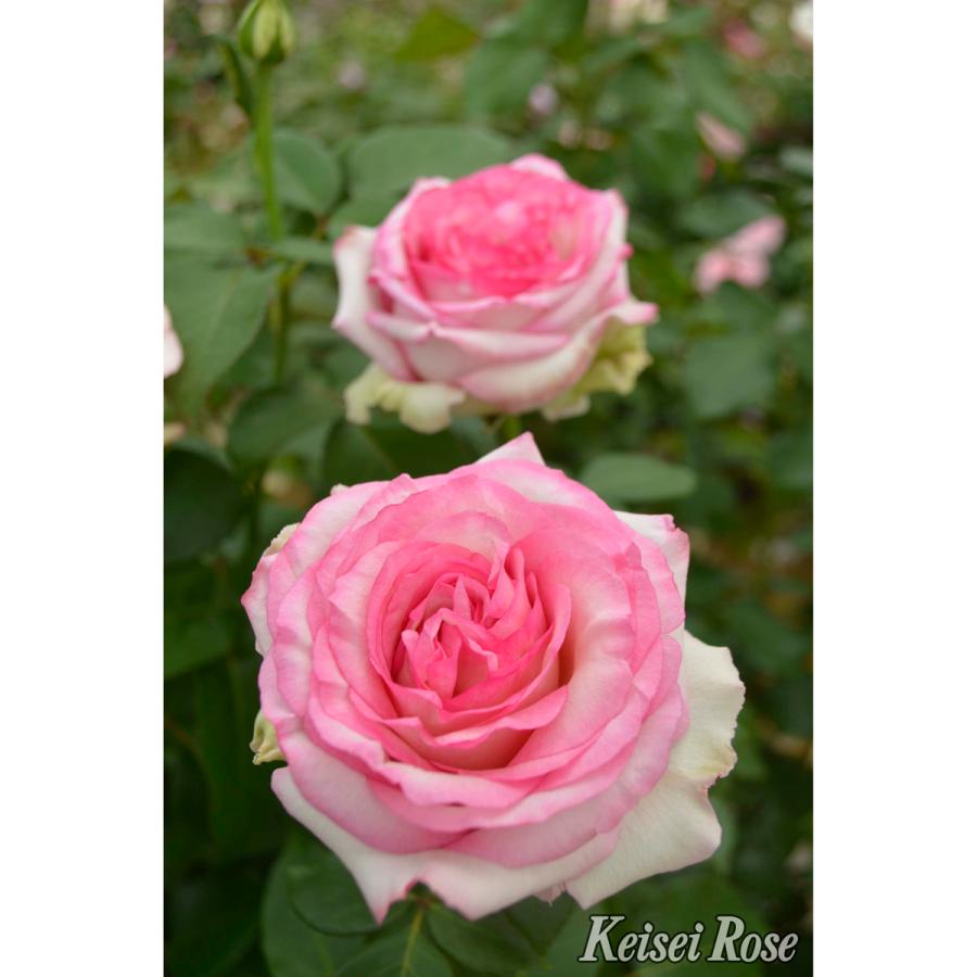 薔薇（バラ）の苗木 HT クシェル（接木苗） : 植物・園芸専門店 花育