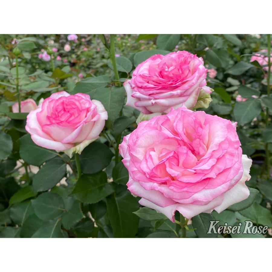 薔薇（バラ）の苗木 HT クシェル（接木苗） : 植物・園芸専門店 花育