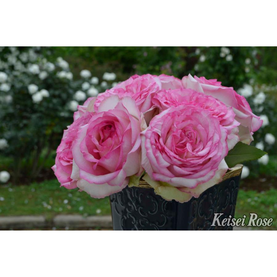 薔薇（バラ）の苗木 HT クシェル（接木苗） : 植物・園芸専門店 花育