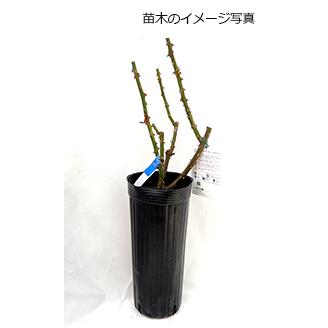 薔薇（バラ）の苗木 HT クシェル（接木苗） : 植物・園芸専門店 花育