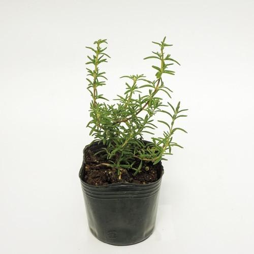 ハーブの苗 ローズマリー(セブアンシスブルー) : 植物・園芸専門店 花