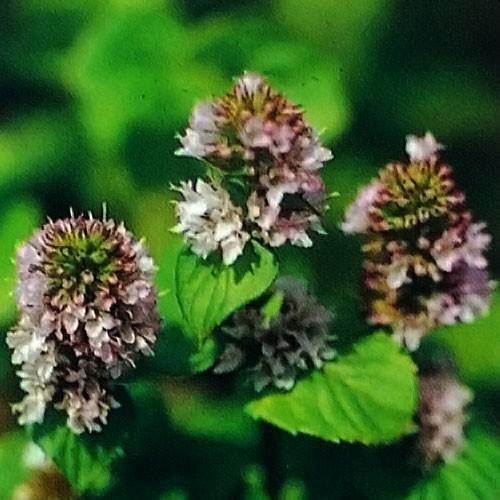 ハーブの苗 オレンジミント : 植物・園芸専門店 花育通販Yahoo!店