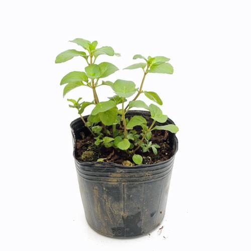 ハーブの苗 オレンジミント : 植物・園芸専門店 花育通販Yahoo!店