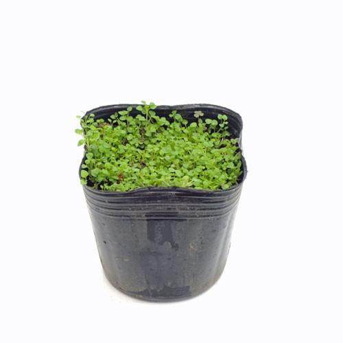 ハーブの苗 コルシカミント Mi Herb 081 花育通販yahoo 店 通販 Yahoo ショッピング