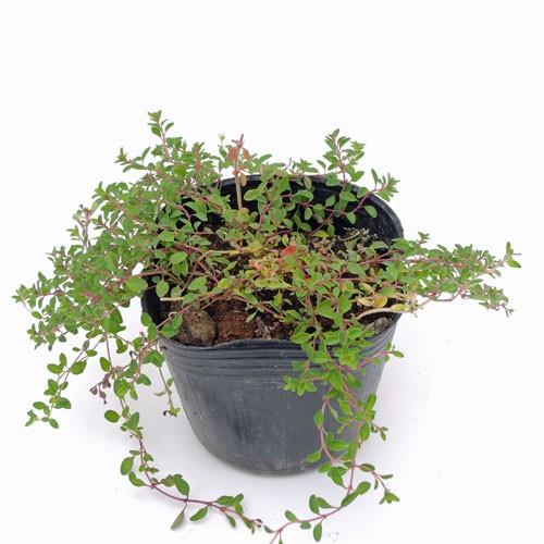 クリーピングタイム　根付き苗　分割10苗 ハーブの苗 クリーピングタイム（赤花） : 植物・園芸専門店 花育通販