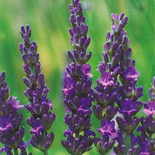 ハーブの苗 ラベンダー グロッソ Mi Herb 086 花育通販yahoo 店 通販 Yahoo ショッピング