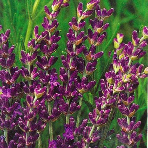ハーブの苗 ラベンダー（グロスブルー） : 植物・園芸専門店 花育通販
