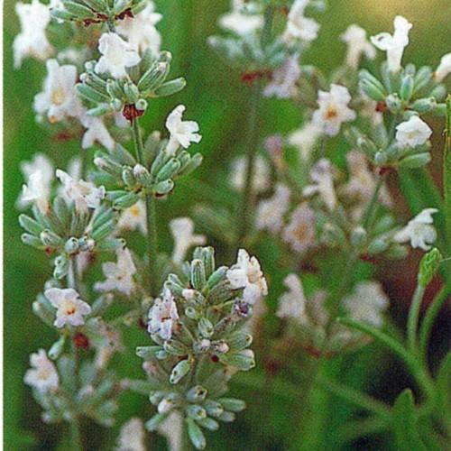 ハーブの苗 イングリッシュラベンダー ヒドコートホワイト Mi Herb 107 花育通販yahoo 店 通販 Yahoo ショッピング