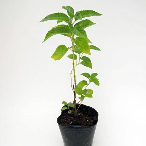 ハーブの苗 モナルダ ベルガモットホワイト Mi Herb 111 1 花育通販yahoo 店 通販 Yahoo ショッピング