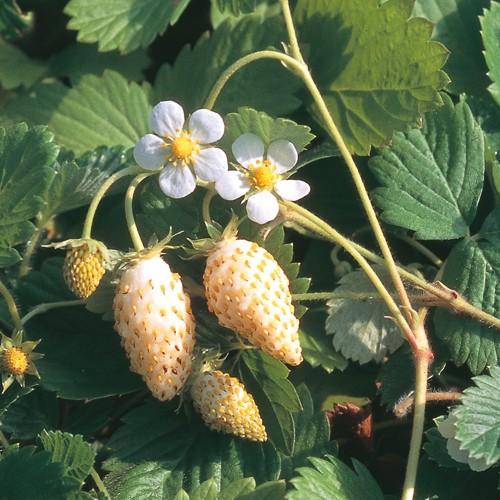 ハーブの苗 ワイルドストロベリー（白実） : 植物・園芸専門店 花育