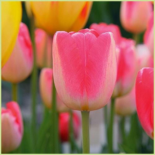 2色咲きチューリップの球根 ジュディスレイスター 5球入り : 植物