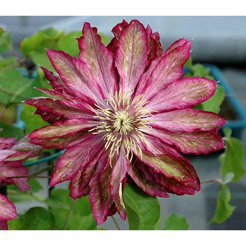 クレマチス苗　入手困難 ポットごと速達発送 クレマチス苗 入手困難 ポットごと速達発送 クレマチス苗 入手困難