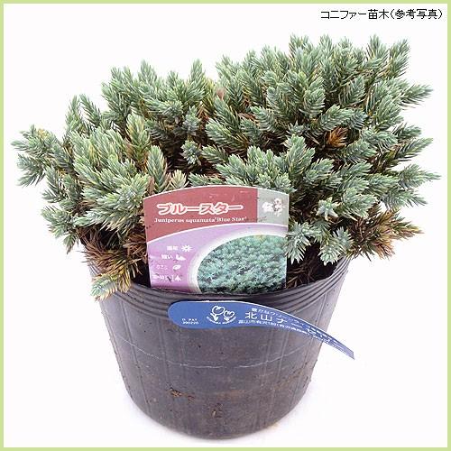 コニファー苗木 ブルースター : 植物・園芸専門店 花育通販Yahoo!店