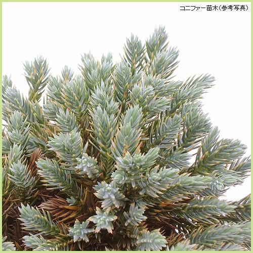 コニファー苗木 ブルースター : 植物・園芸専門店 花育通販Yahoo!店