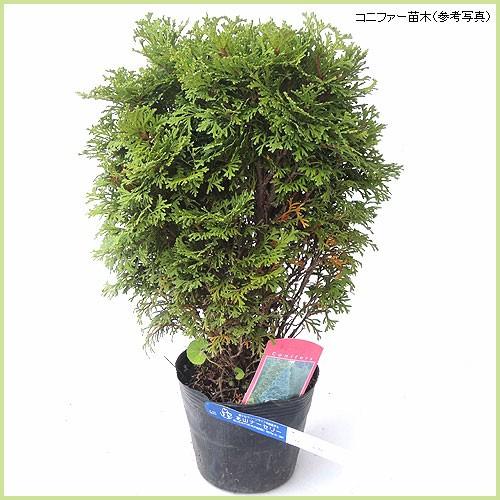 健康的なコニファー 苗木 コニファー苗木 エメラルドグリーン（5号ポット植え） : 植物