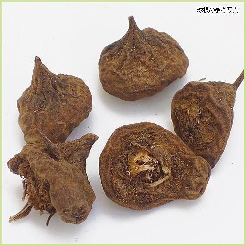 野放し球根 アネモネ フルゲンス 5球入り Sa Kyukon 017 花育通販yahoo 店 通販 Yahoo ショッピング