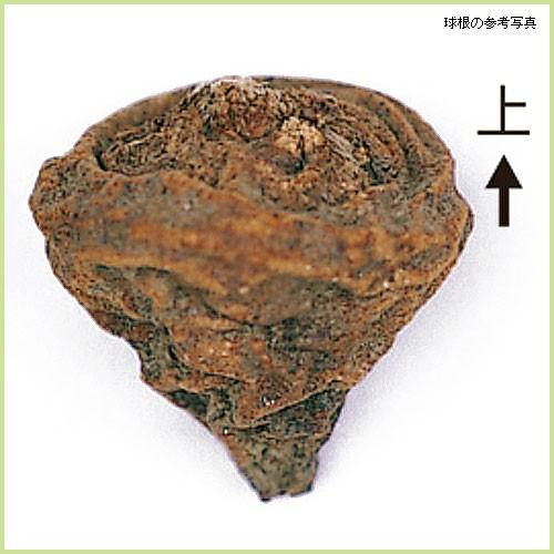 野放し球根 アネモネ フルゲンス 5球入り Sa Kyukon 017 花育通販yahoo 店 通販 Yahoo ショッピング