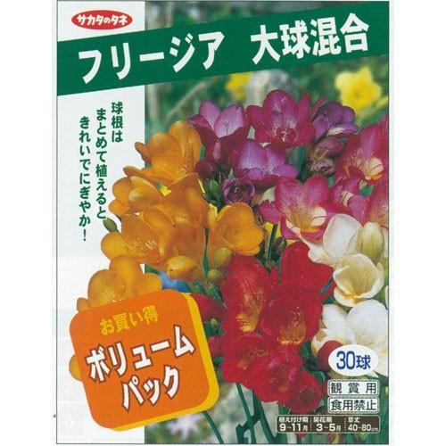 フリージア球根 大球混合 30球入り Sa Kyukon 059 花育通販yahoo 店 通販 Yahoo ショッピング