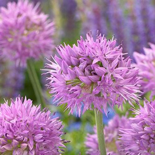 アリウム球根 カロリニアナム 3球入り Sa Kyukon 060 花育通販yahoo 店 通販 Yahoo ショッピング