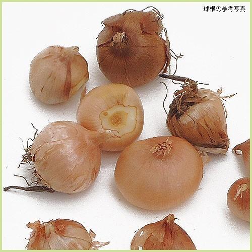 クロッカス球根 花壇用黄色（10球入り） : 植物・園芸専門店 花育通販