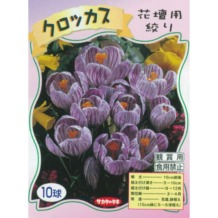 クロッカス球根 花壇用絞り 10球入り Sa Kyukon 065 花育通販yahoo 店 通販 Yahoo ショッピング