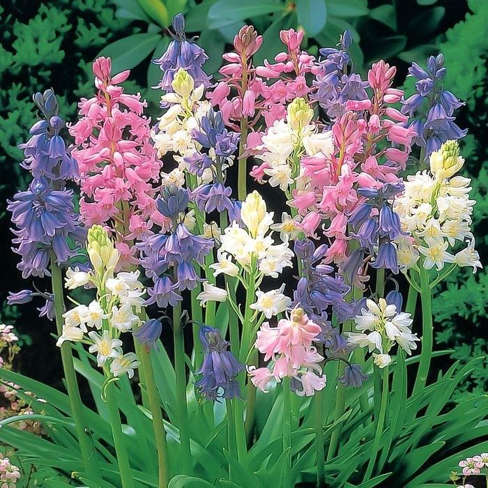 野放し球根 球根つりがね草 混合 5球入り Sa Kyukon 069 花育通販yahoo 店 通販 Yahoo ショッピング