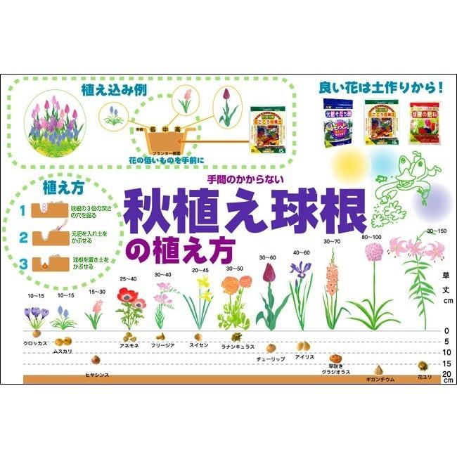 球根5種類セット 野放し球根 球根つりがね草・混合（5球入り） : 植物・園芸専門店 花育