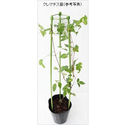 クレマチス苗 アフロディーテエレガフミナ Sy Tanen 019 花育通販yahoo 店 通販 Yahoo ショッピング